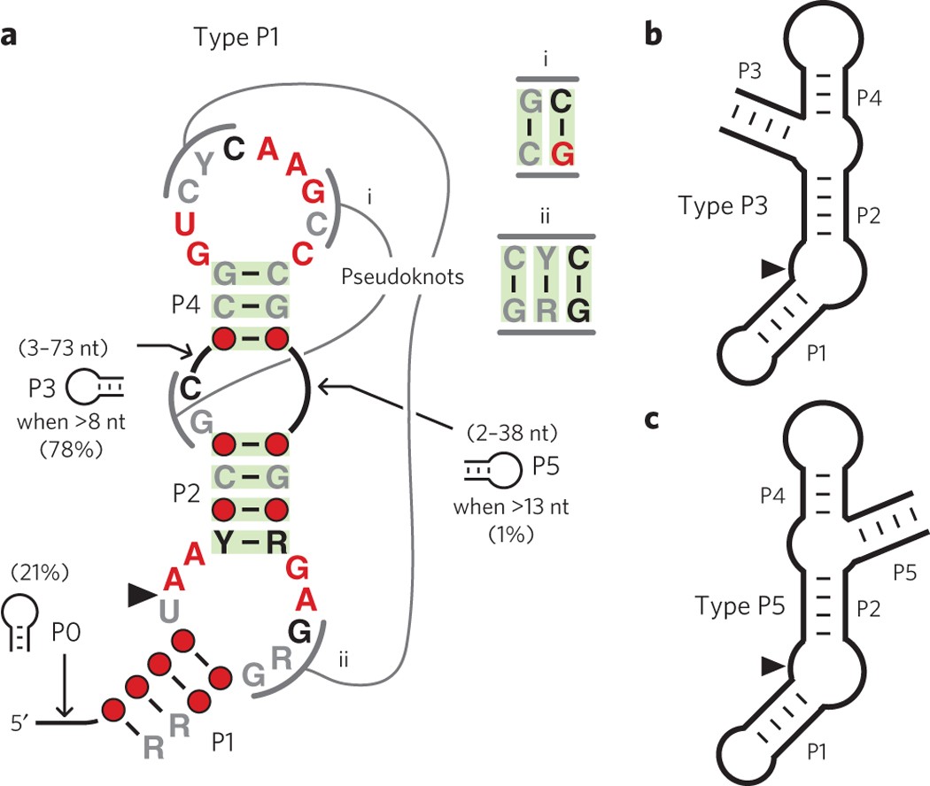A widespread self-cleaving ribozyme class is revealed by bioinformatics |  Nature Chemical Biology