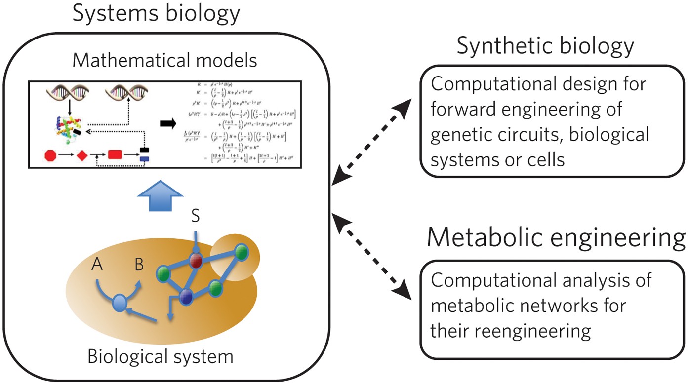 Engineering synergy in biotechnology | Nature Chemical Biology