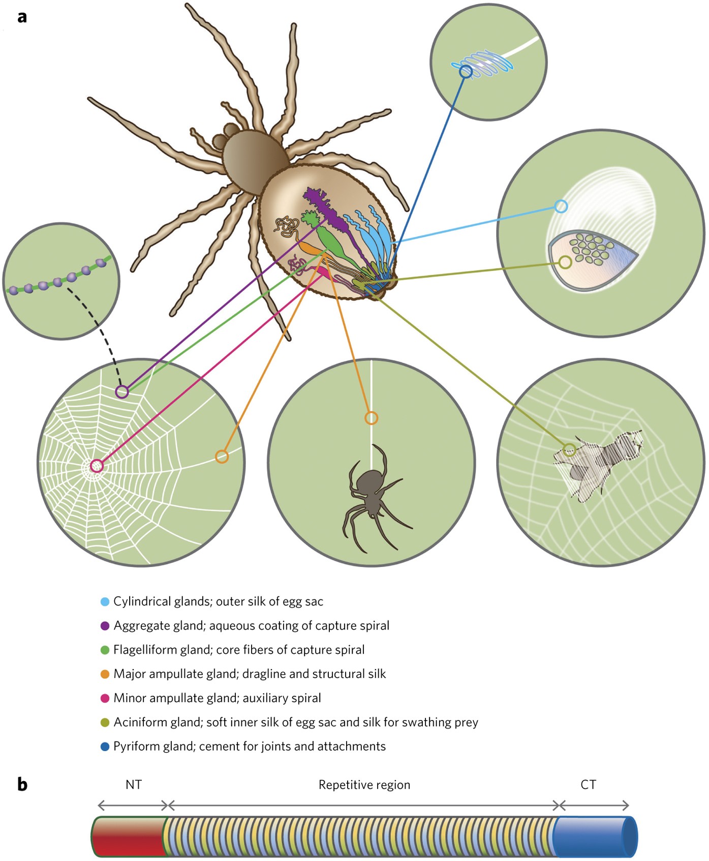 Toward spinning artificial spider silk | Nature Chemical Biology