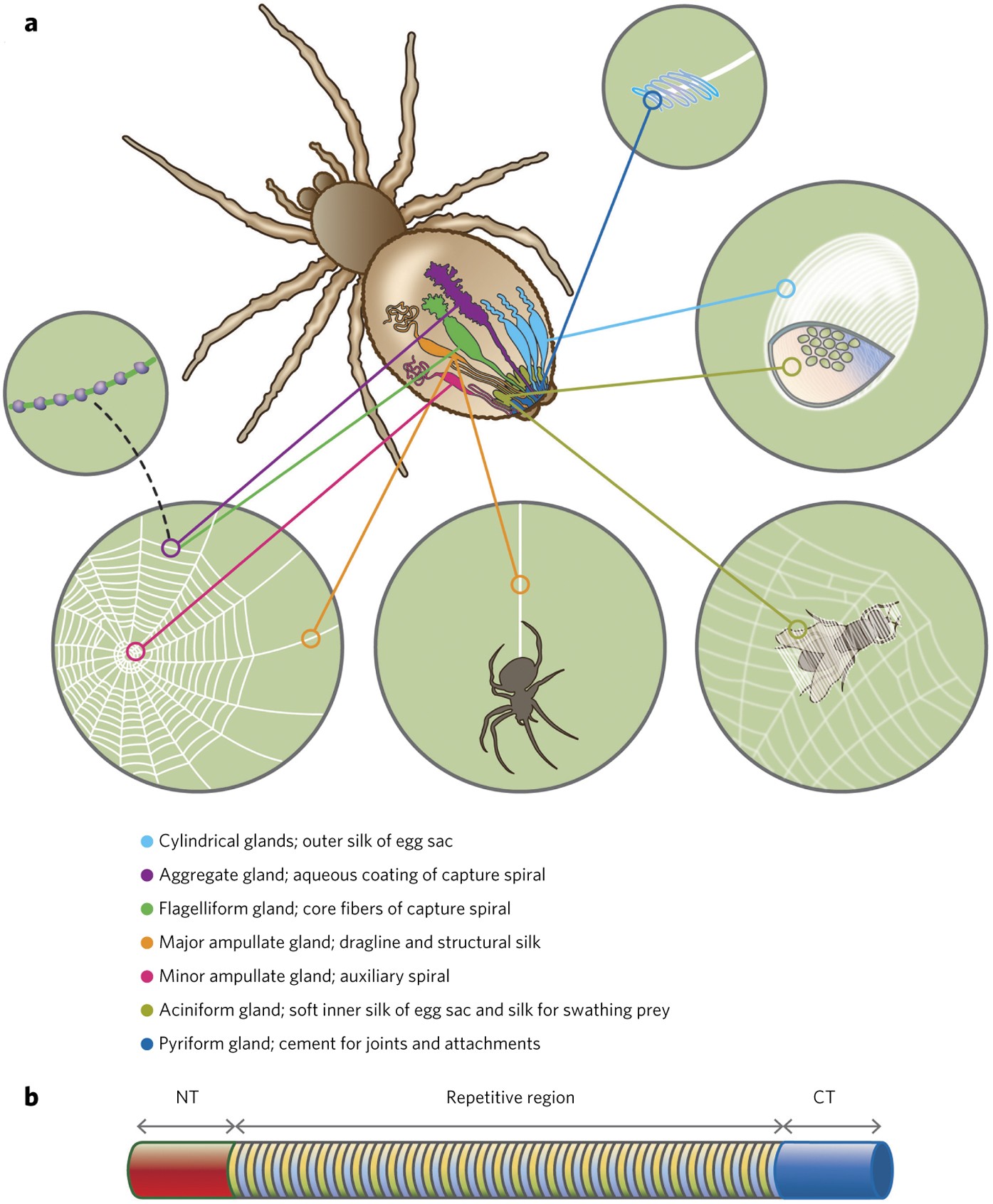 8 Captivating Facts About Spider Silk