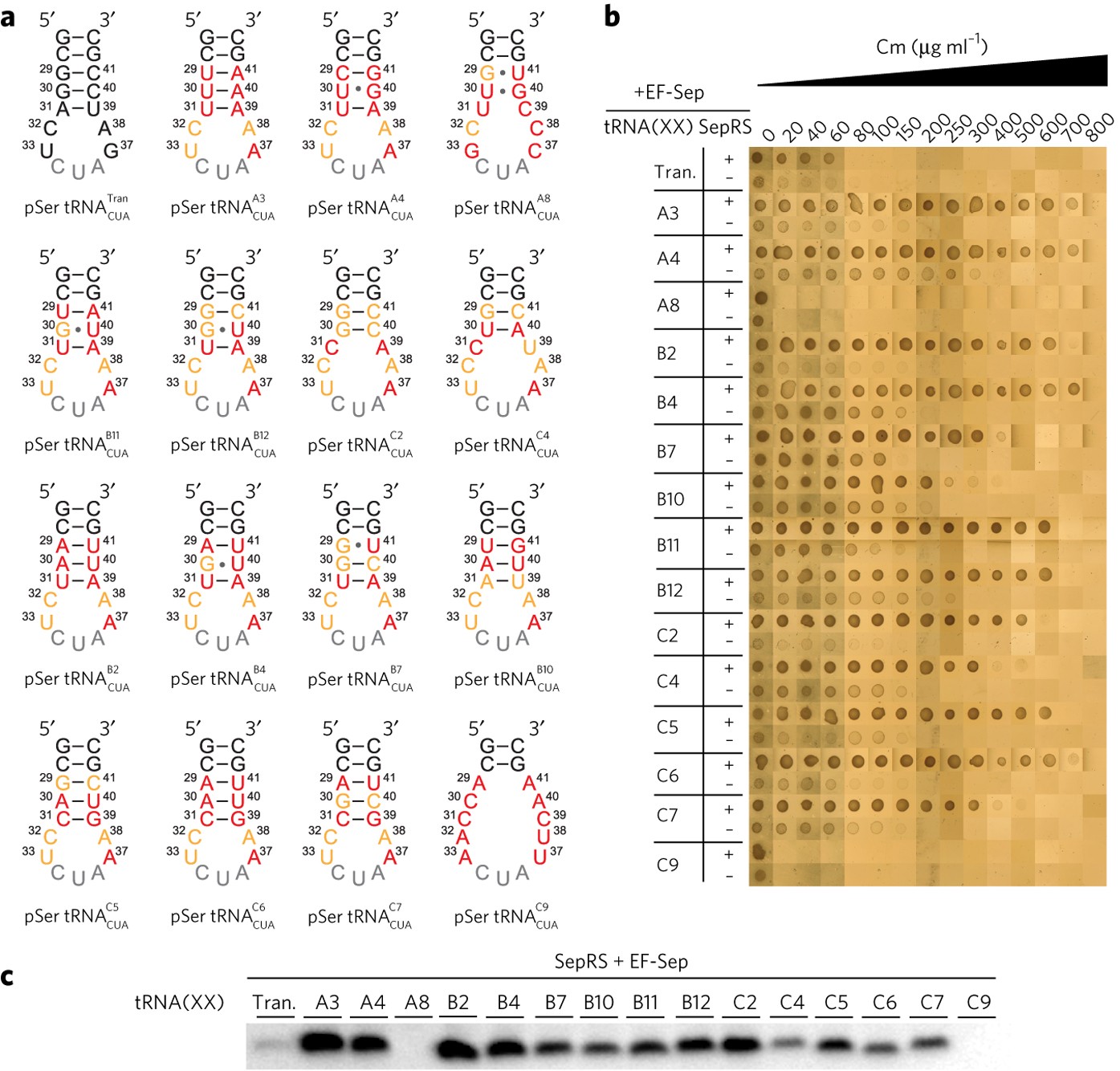 Efficient Genetic Encoding Of Phosphoserine And Its Nonhydrolyzable Analog Nature Chemical Biology