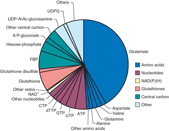 Absolute metabolite concentrations and implied enzyme active site occupancy  in Escherichia coli | Nature Chemical Biology