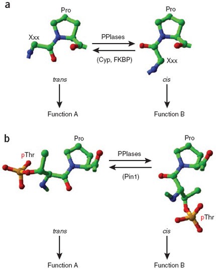 Prolyl cis-trans isomerization as a molecular timer | Nature Chemical  Biology
