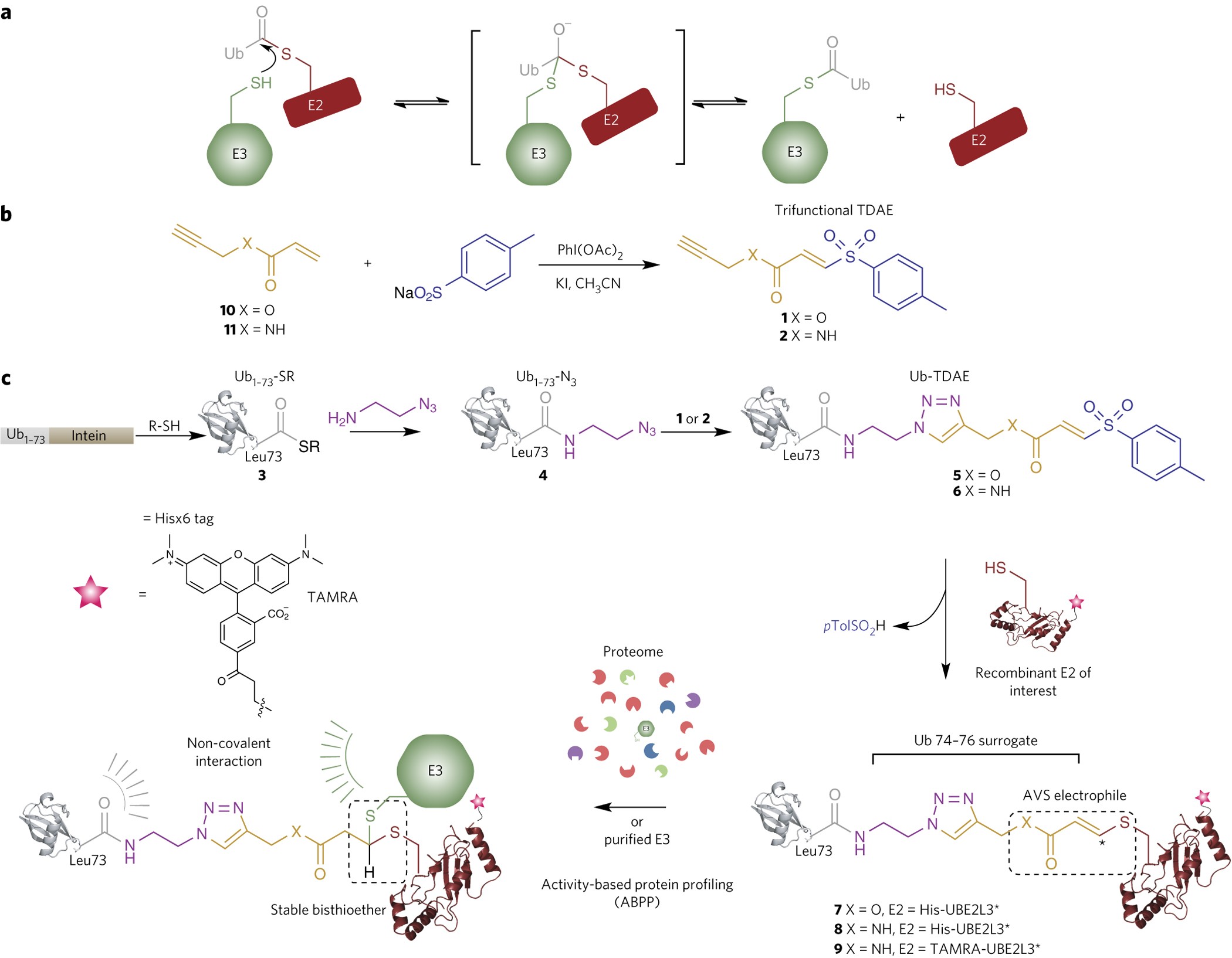 Probes Of Ubiquitin Ligases Enable Systematic Dissection Of Parkin Activation Nature Chemical Biology