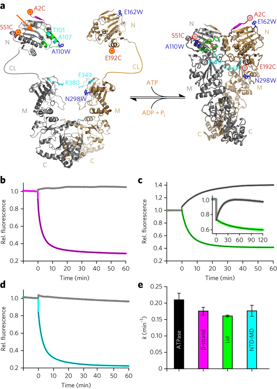 Cooperation Of Local Motions In The Hsp90 Molecular Chaperone Atpase Mechanism Nature Chemical Biology