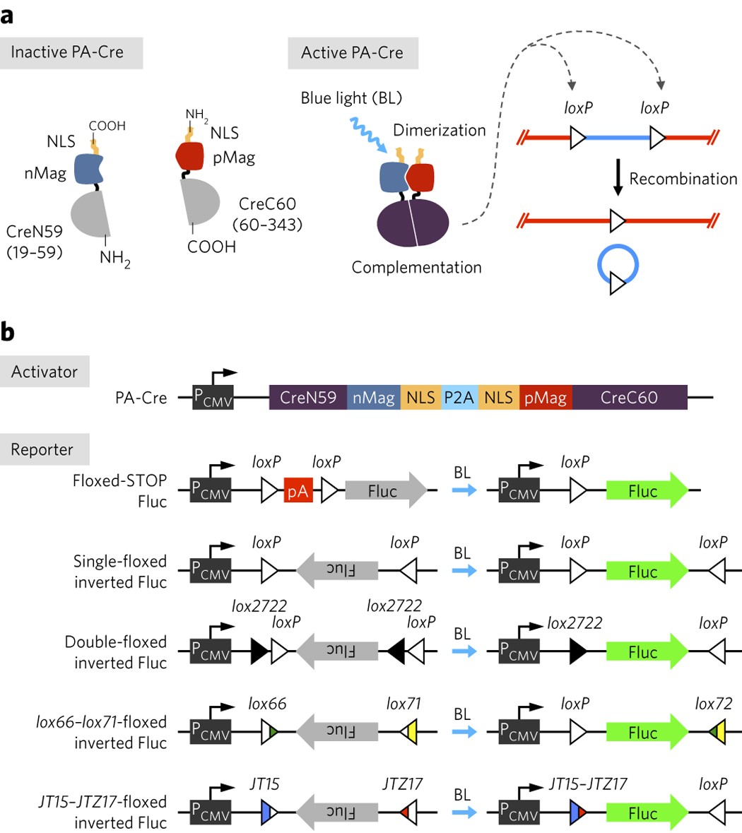 A photoactivatable Cre–loxP recombination system for optogenetic genome  engineering | Nature Chemical Biology