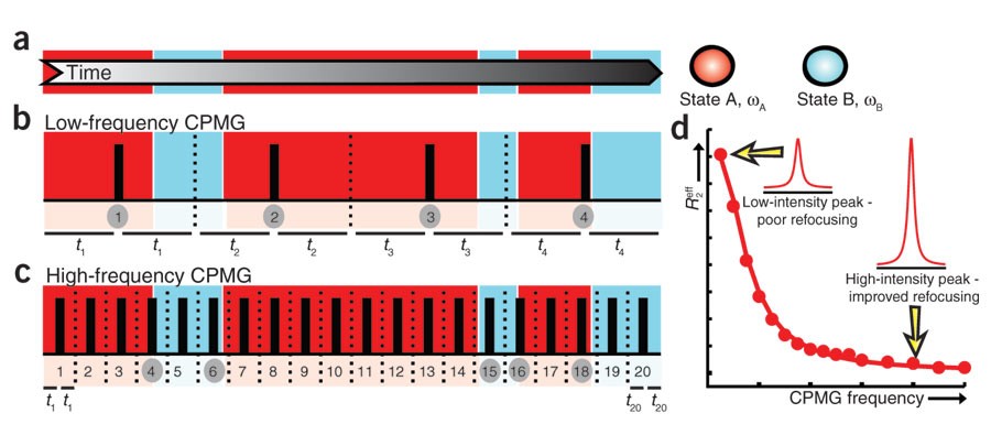 Nmr Spectroscopy Brings Invisible Protein States Into Focus Nature Chemical Biology