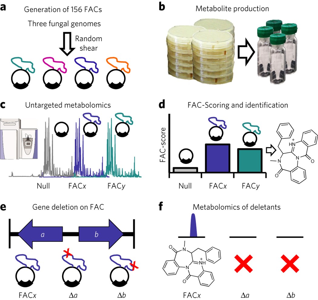 A scalable platform to identify fungal secondary metabolites and their gene  clusters