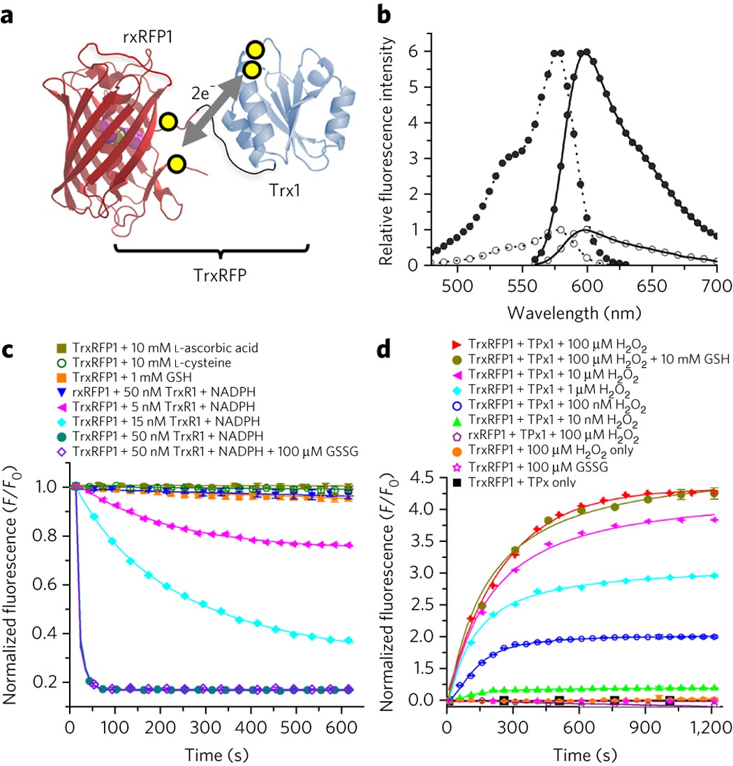 Monitoring thioredoxin redox with a genetically encoded red fluorescent  biosensor | Nature Chemical Biology