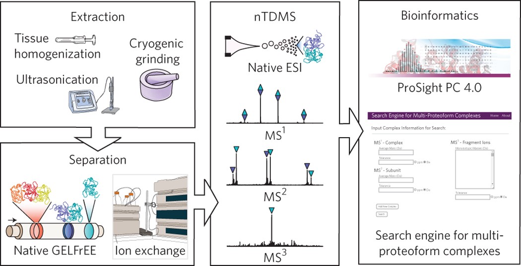 Systems Proteomics View of the Endogenous Human Claudin Protein