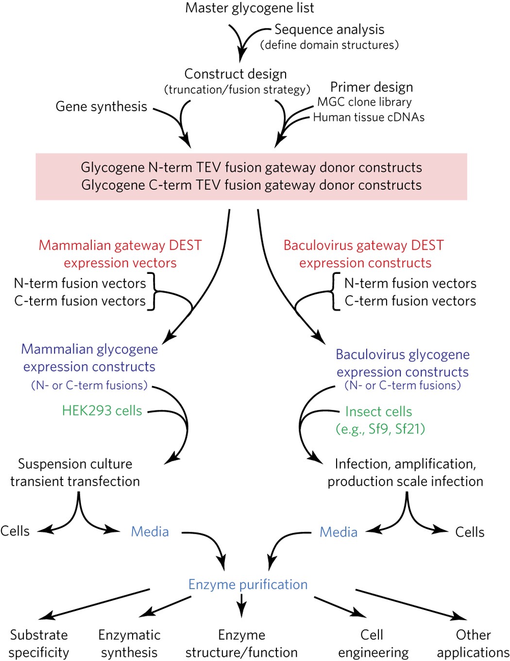 Enzyme Purification Chart