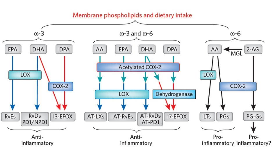 Cox 2 S New Role In Inflammation Nature Chemical Biology