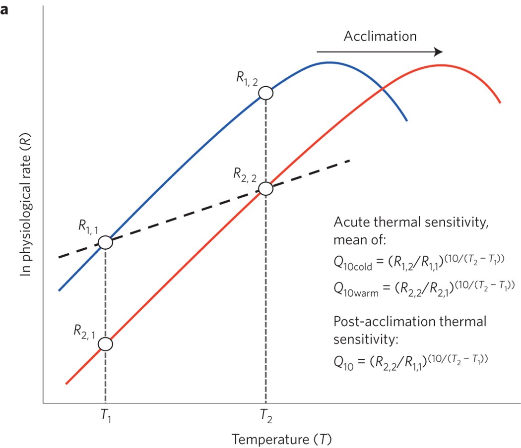 Physiological plasticity increases resilience of ectothermic animals to climate change | Nature Climate Change Physiological plasticity increases resilience of ectothermic animals to climate change | Nature Climate Change