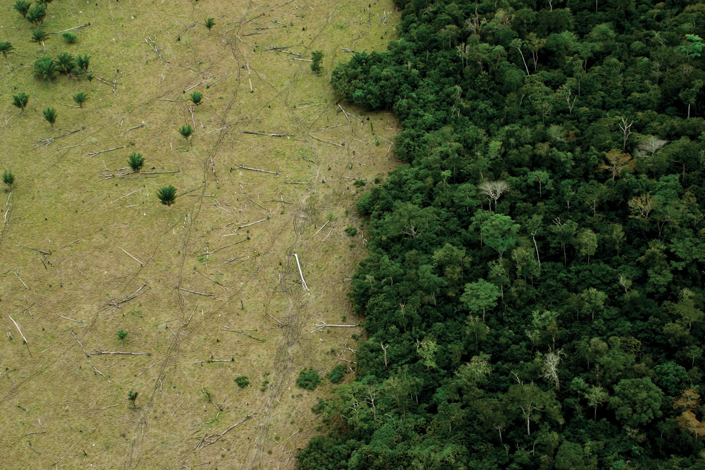 Cash incentives avert deforestation | Nature Climate Change