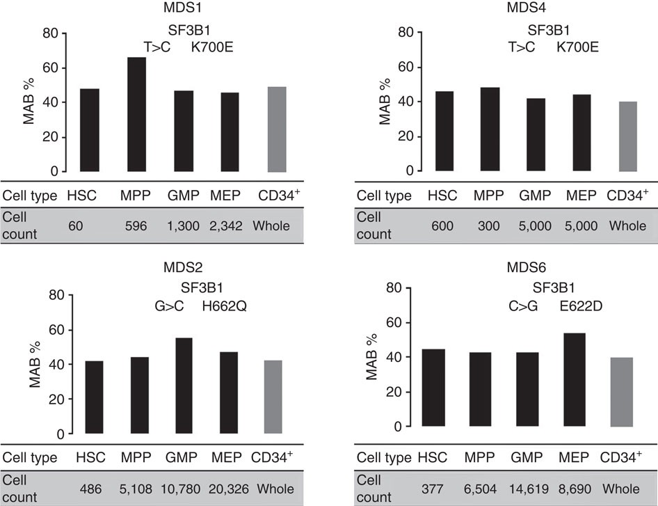 Figure 1: SF3B1 mutations can propagate from HSCs to their progeny.