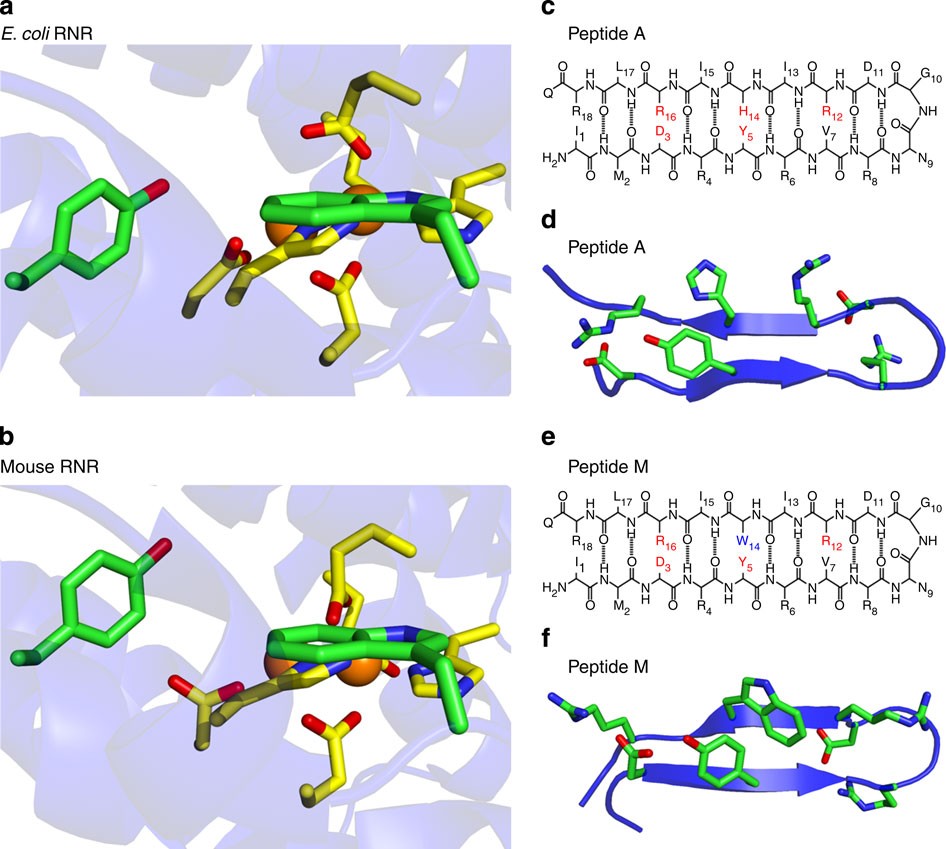 A Tyrosinetryptophan Dyad And Radical Based Charge Transfer - 