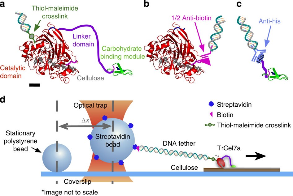 Cellobiohydrolase 1 from Trichoderma reesei degrades cellulose in single cellobiose | Nature Communications