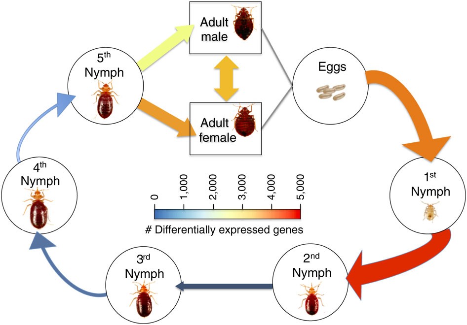 https://media.springernature.com/full/springer-static/image/art%3A10.1038%2Fncomms10164/MediaObjects/41467_2016_Article_BFncomms10164_Fig1_HTML.jpg