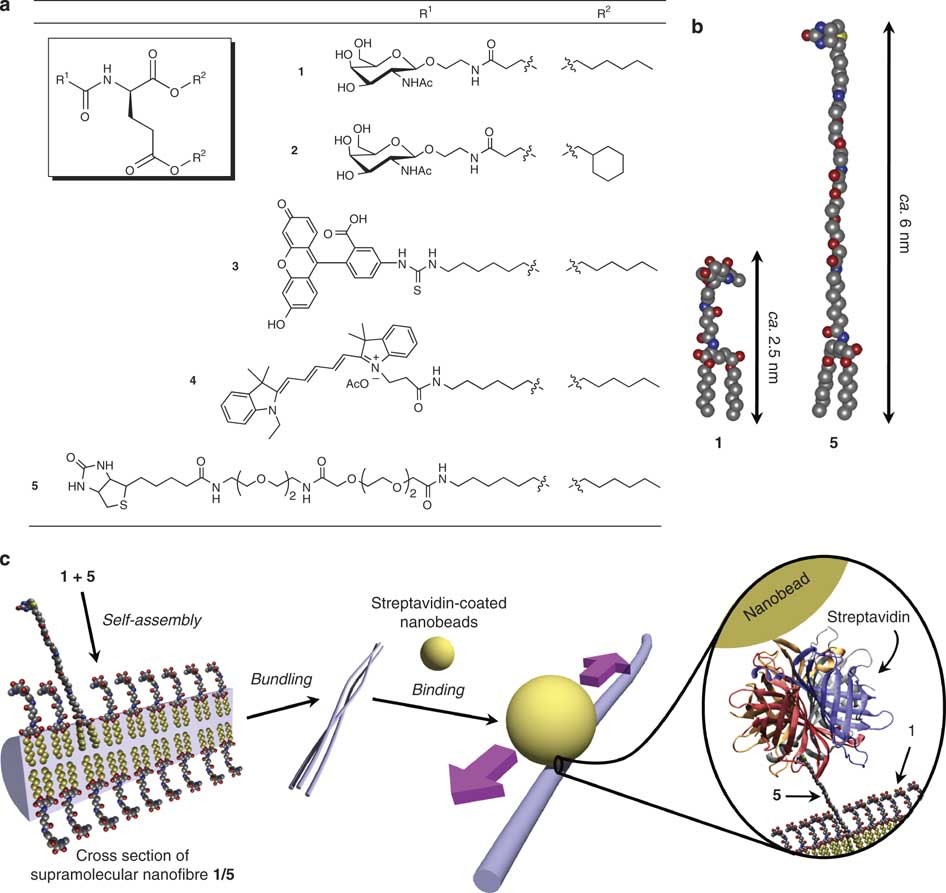 Fluidic Supramolecular Nano And Microfibres As Molecular Rails For Regulated Movement Of Nanosubstances Nature Communications Fluidic Supramolecular Nano And Microfibres As Molecular Rails For Regulated Movement Of Nanosubstances Nature Communications