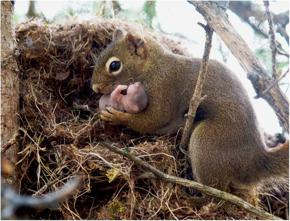Adopting kin enhances inclusive fitness in asocial red squirrels | Nature  Communications