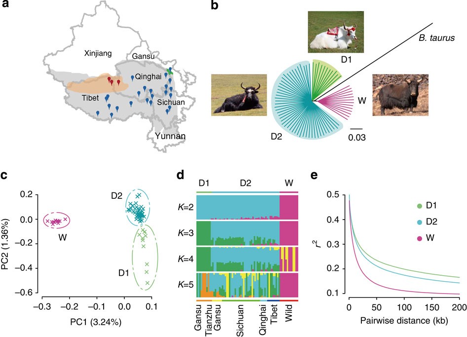 Yak Whole Genome Resequencing Reveals Domestication Signatures And