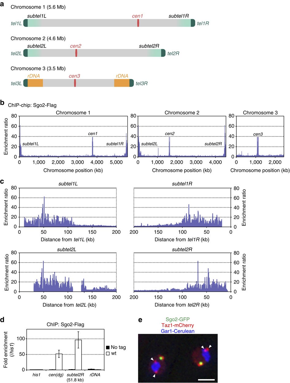Shugoshin forms a specialized chromatin domain at subtelomeres that  regulates transcription and replication timing | Nature Communications