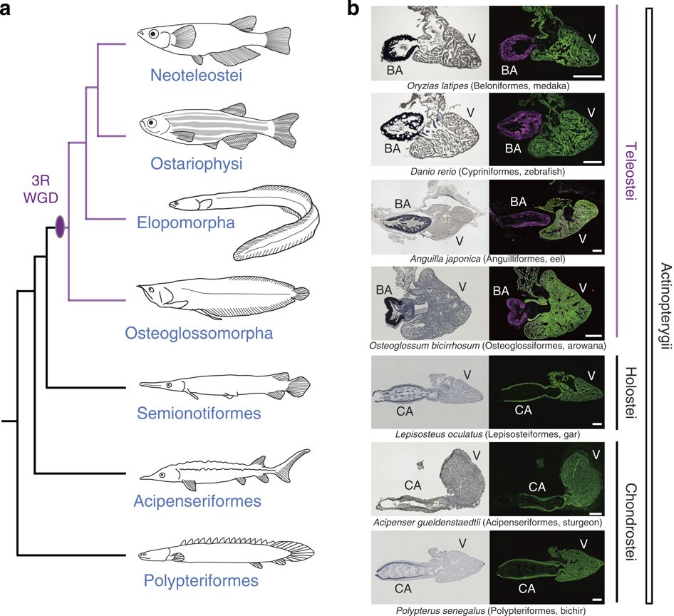 Evolution Of The Fish Heart By Sub Neofunctionalization Of An Elastin Gene Nature Communications