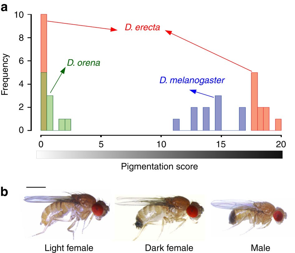 Ancient Balancing Selection At Tan Underlies Female Colour Dimorphism In Drosophila Erecta Nature Communications