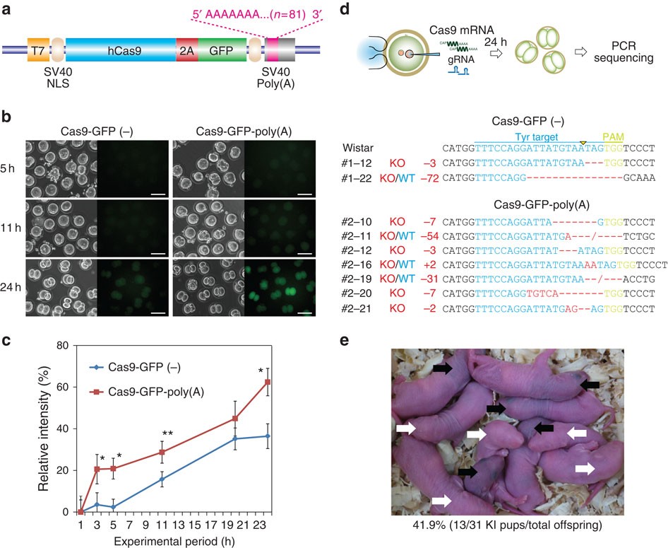 Genome-wide Mapping of Off-Target Events in Single-Stranded  Oligodeoxynucleotide-Mediated Gene Repair Experiments: Molecular Therapy