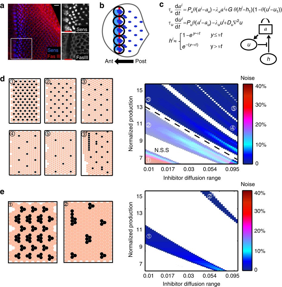 Periodic Patterning Of The Drosophila Eye Is Stabilized By