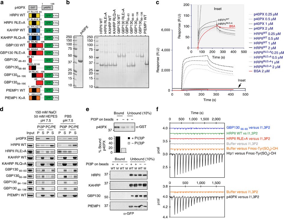Export Of Malaria Proteins Requires Co Translational Processing Of The Pexel Motif Independent Of Phosphatidylinositol 3 Phosphate Binding Nature Communications Export Of Malaria Proteins Requires Co Translational Processing Of The Pexel Motif Independent Of Phosphatidylinositol 3 Phosphate Binding Nature Communications