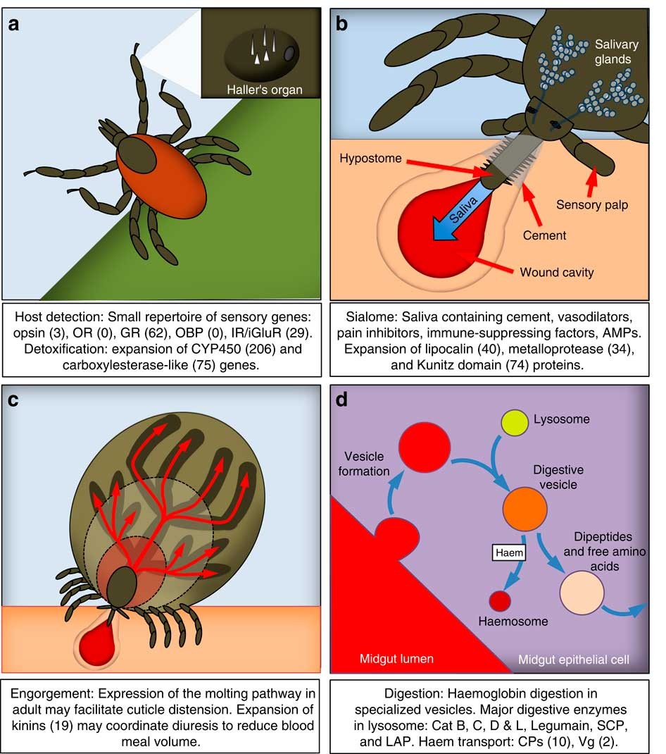 Genomic insights into the Ixodes scapularis tick vector of Lyme disease