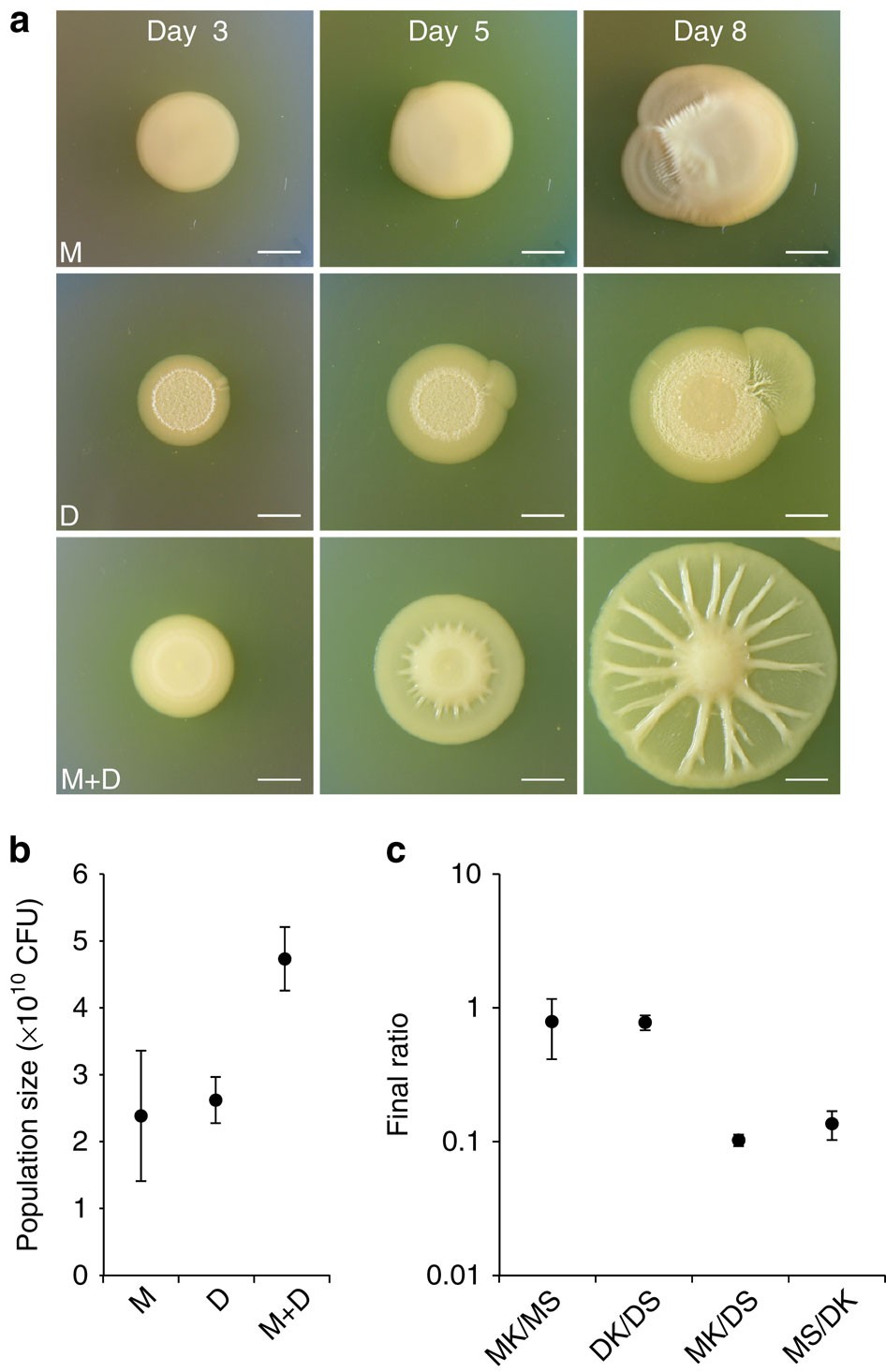 Rapid radiation in bacteria leads to a division of labour | Nature  Communications
