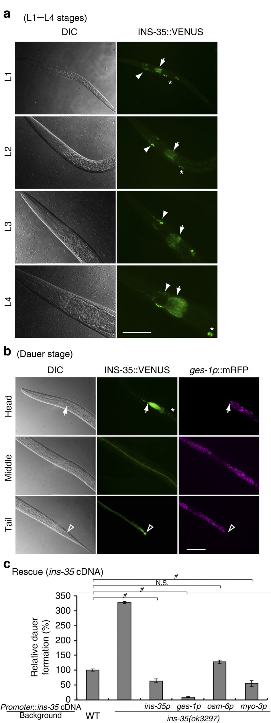 Diapause is associated with a change in