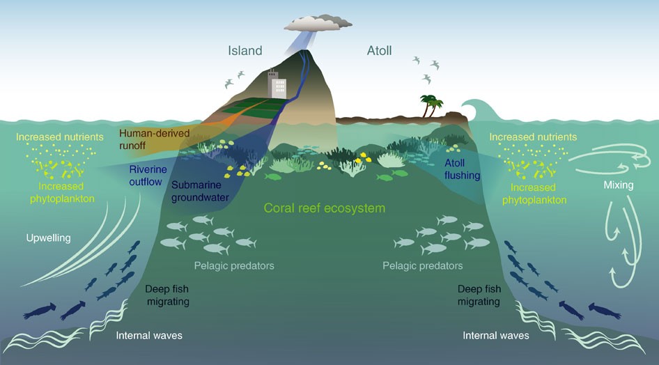 Near-island biological hotspots in barren ocean basins | Nature  Communications