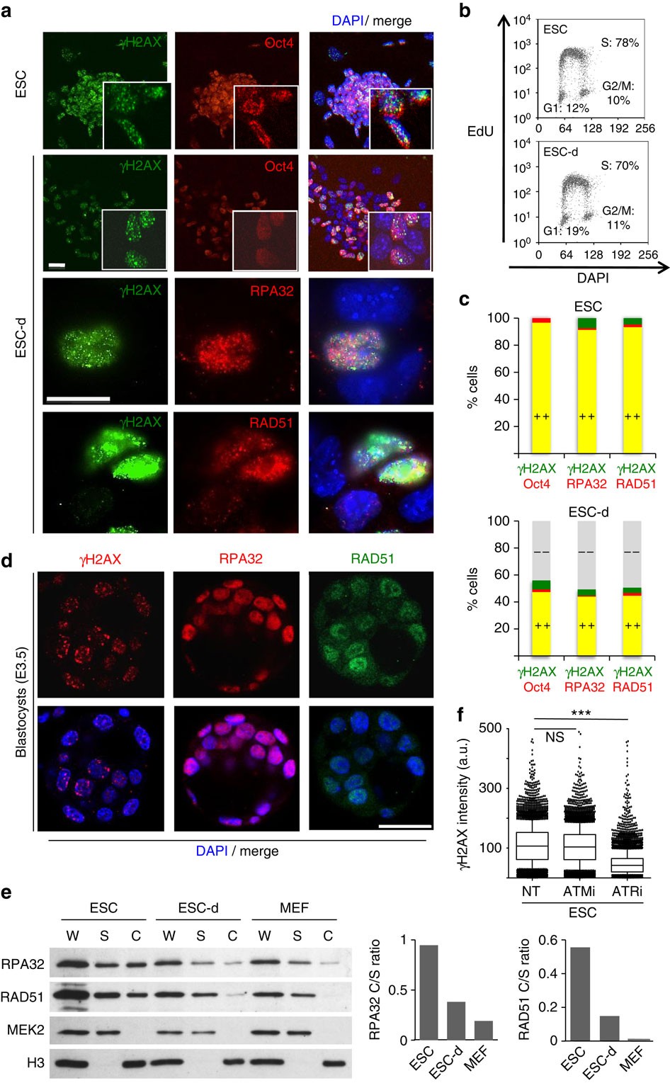 A short G1 phase imposes constitutive replication stress and fork  remodelling in mouse embryonic stem cells | Nature Communications