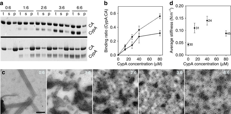 Cyclophilin A Stabilizes The Hiv 1 Capsid Through A Novel Non Canonical Binding Site Nature Communications