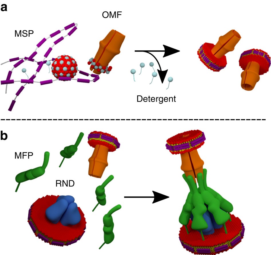 Tripartite assembly of RND multidrug efflux pumps Nature Communications