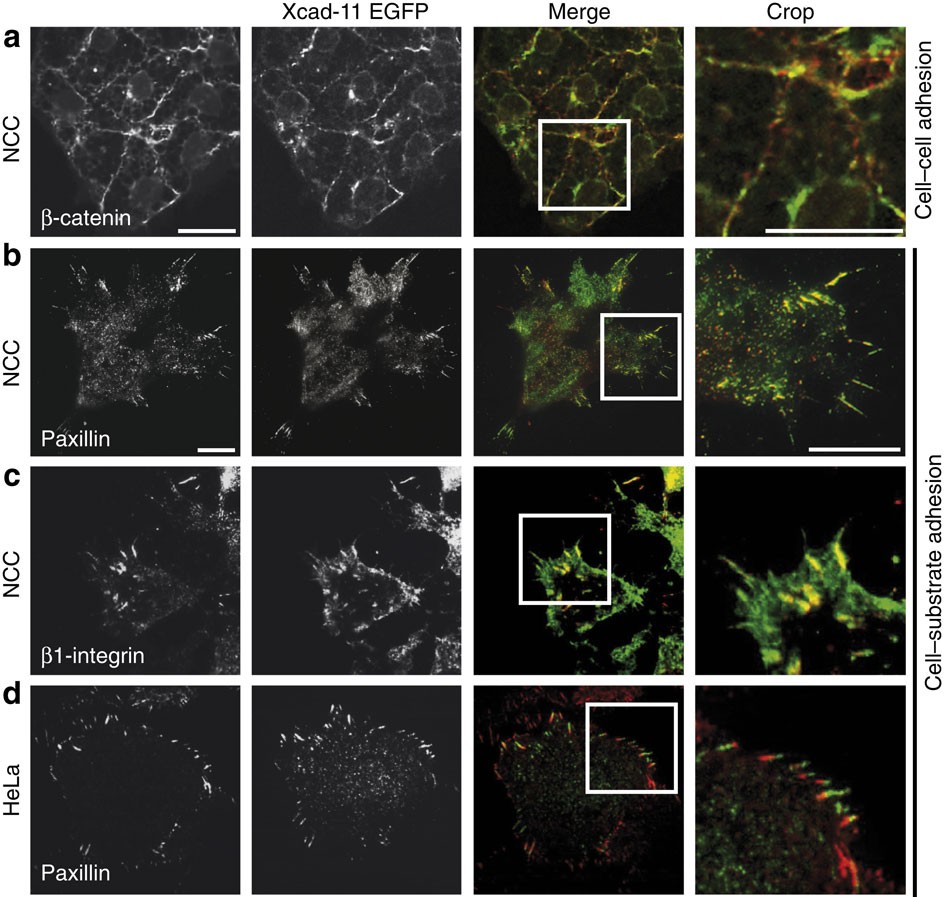 Apollo program, image size:946x897