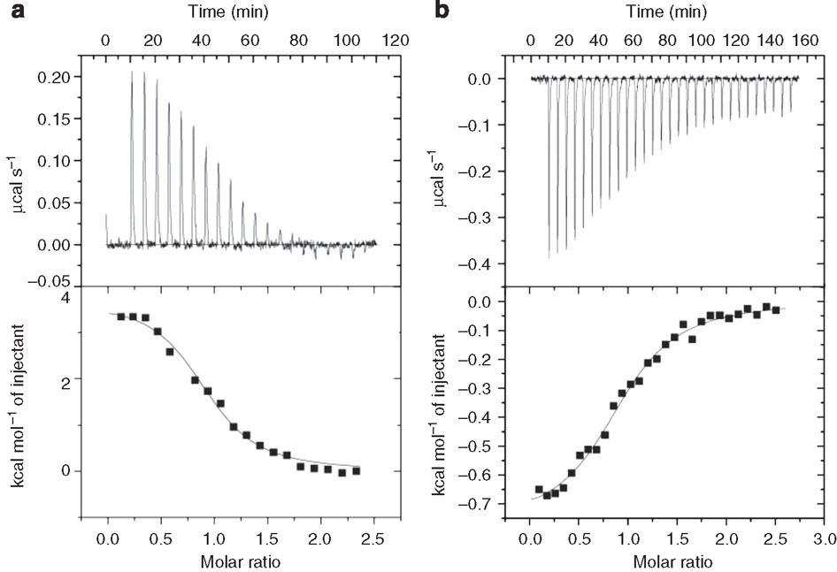 Figure 1: Thermodynamic stability of the CyaY/IscS and IscU/IscS complexes.