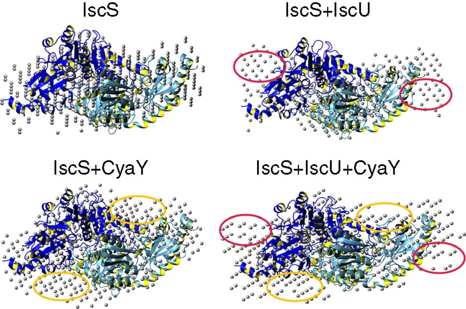 Figure 3: Small-angle X-ray scattering shapes.