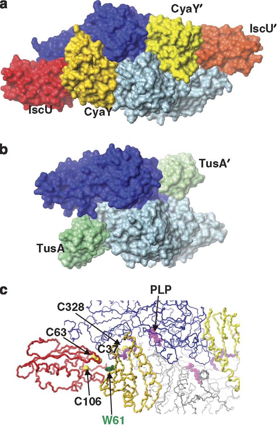 Figure 6: Structure of the ternary complex CyaY/IscS/IscU.
