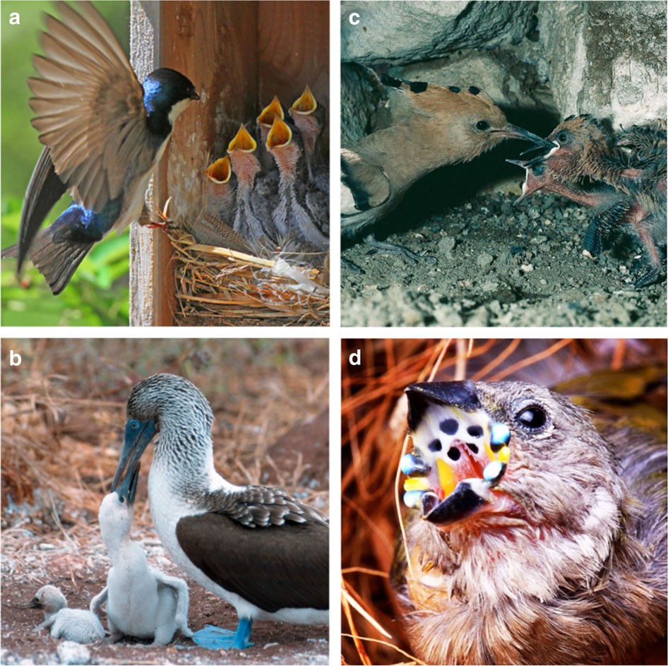 Unpredictable environments lead to the evolution of parental neglect in  birds | Nature Communications
