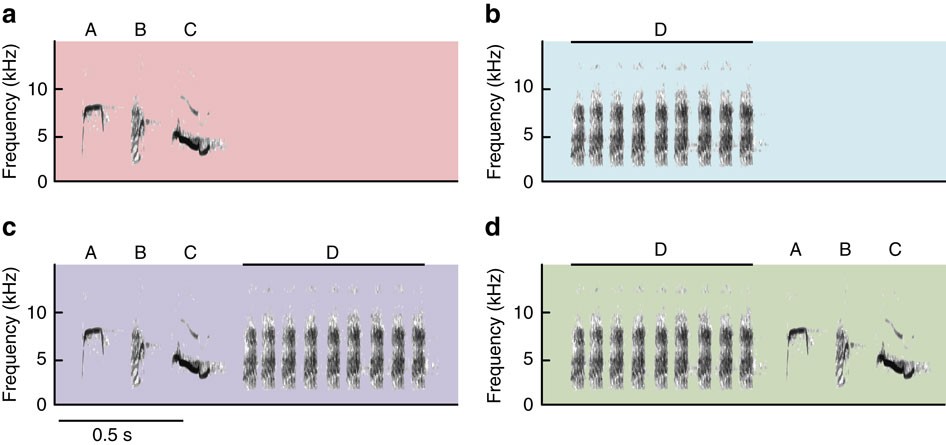 Experimental evidence for compositional syntax in bird calls