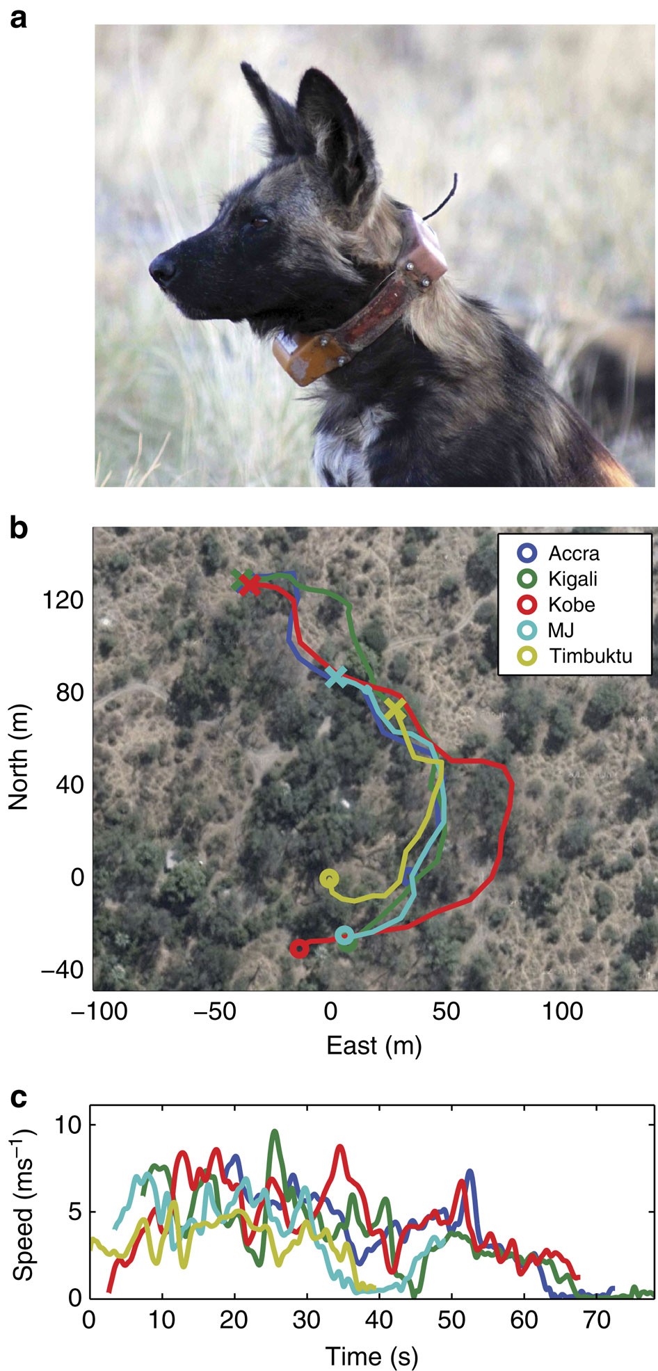 Dogs in the Wild, Collections, Nature