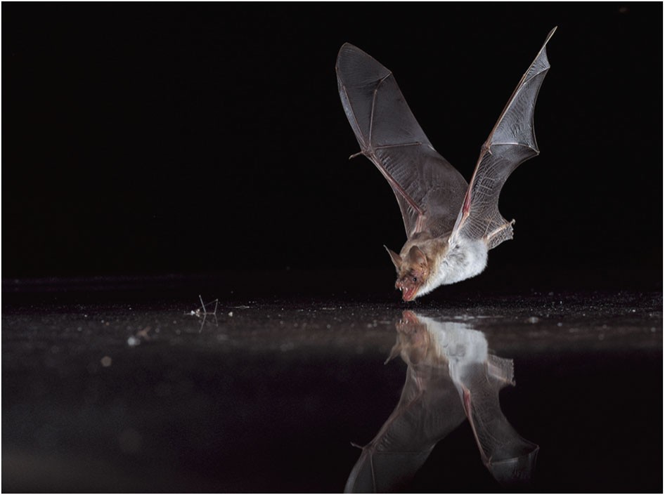 Innate recognition of water bodies in echolocating bats | Nature  Communications