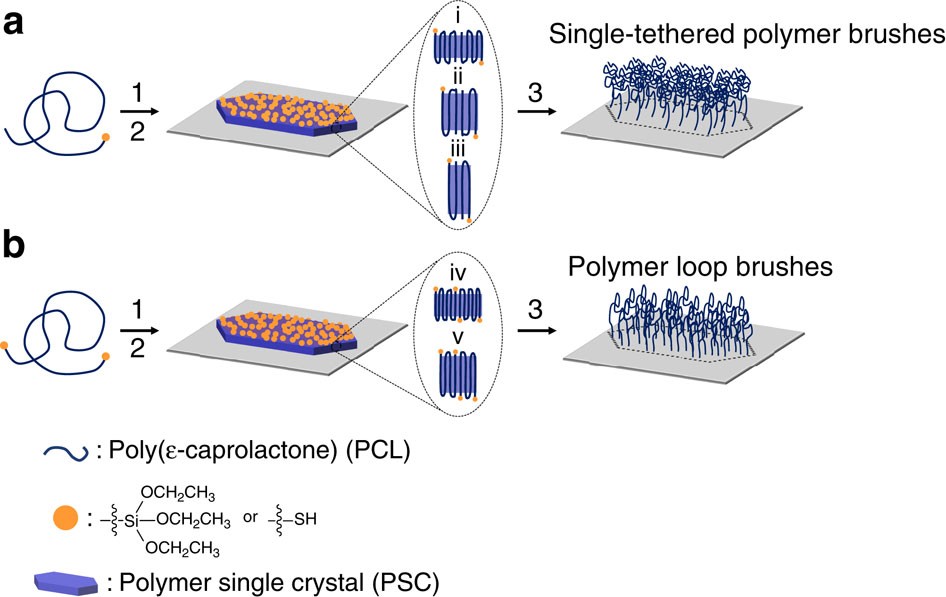 Rubinstein, Colby - Polymer Physics