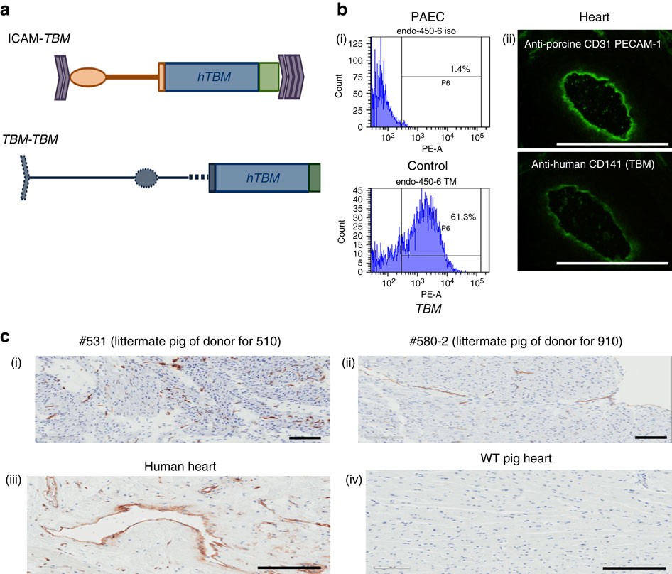 Gene-edited pig kidney keeps monkey alive for 2 years, trial finds