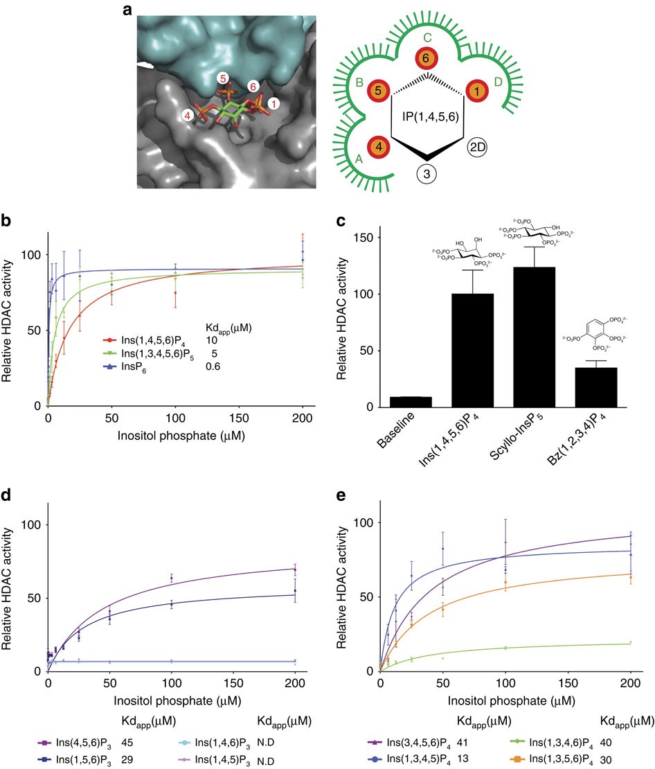 Insights Into The Activation Mechanism Of Class I Hdac Complexes By Inositol Phosphates Nature Communications