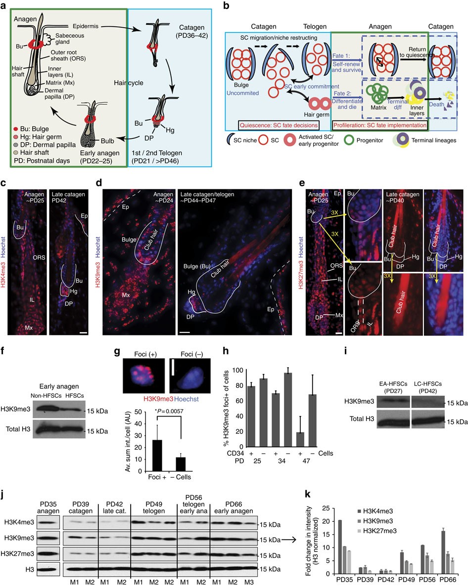 Human skin reconstitution in the cell-sorted skin equivalent (CeSSE)